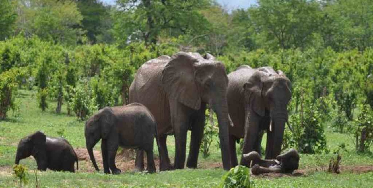 Brutal matanza de seis elefantes de una reserva natural en Etiopía