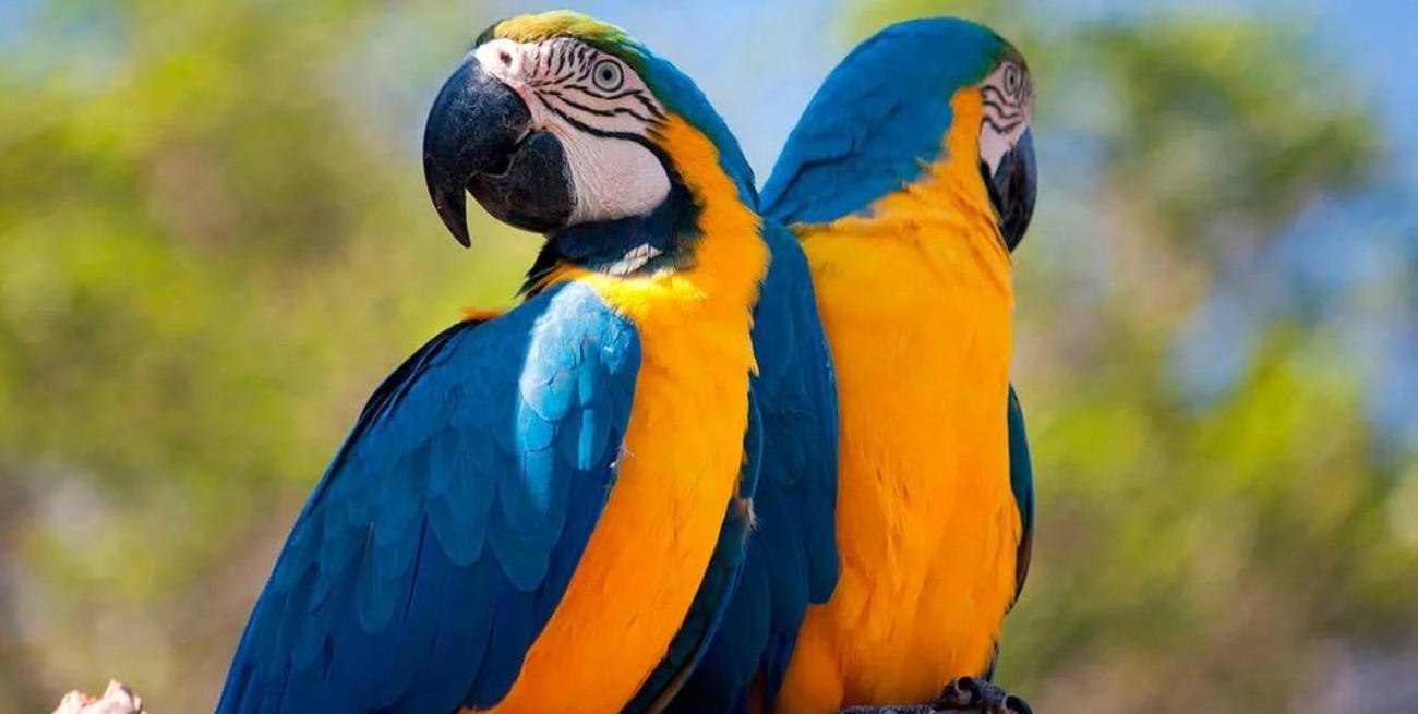 Nacieron dos guacamayos de una especie en peligro de extinción en el Bioparque platense