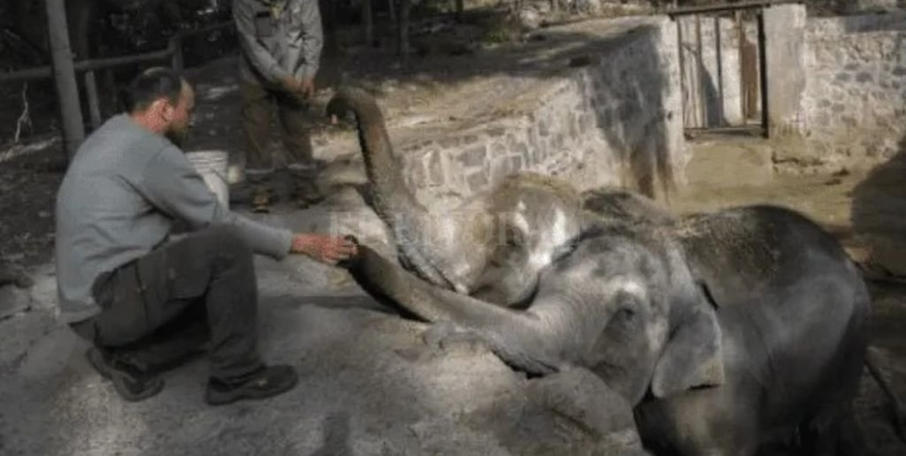 Trasladarán a cuatro elefantes del exzoo de Mendoza a un santuario en Brasil