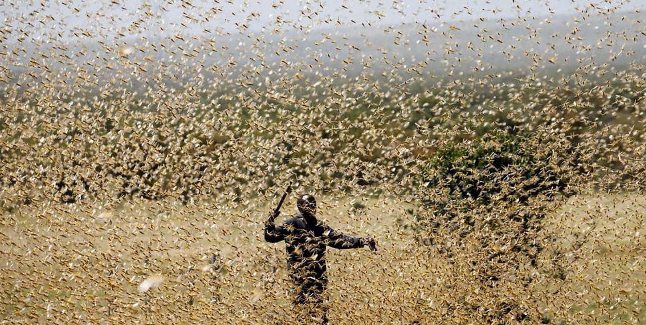 El rebrote de las langostas en África puede dejar a 3,5 millones de personas al borde de la hambruna