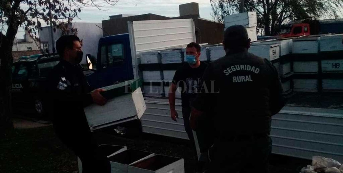 Robaron cien colmenas de un solo golpe en el oeste santafesino