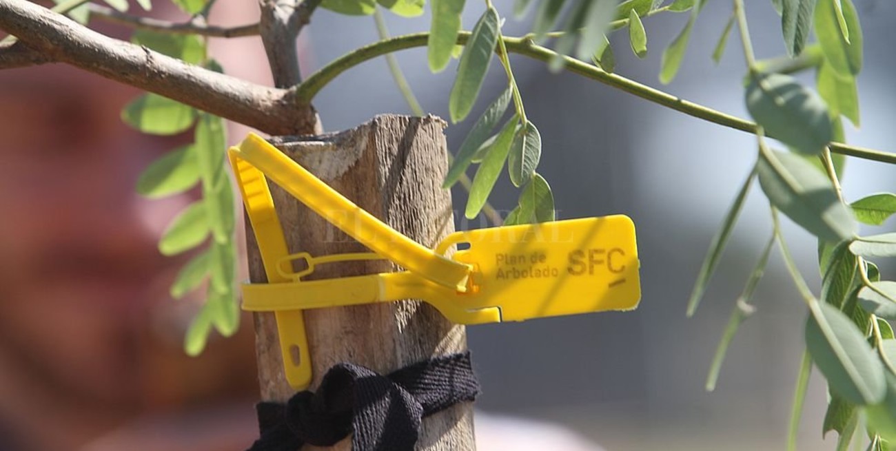 Piden informes sobre el Plan de Arbolado