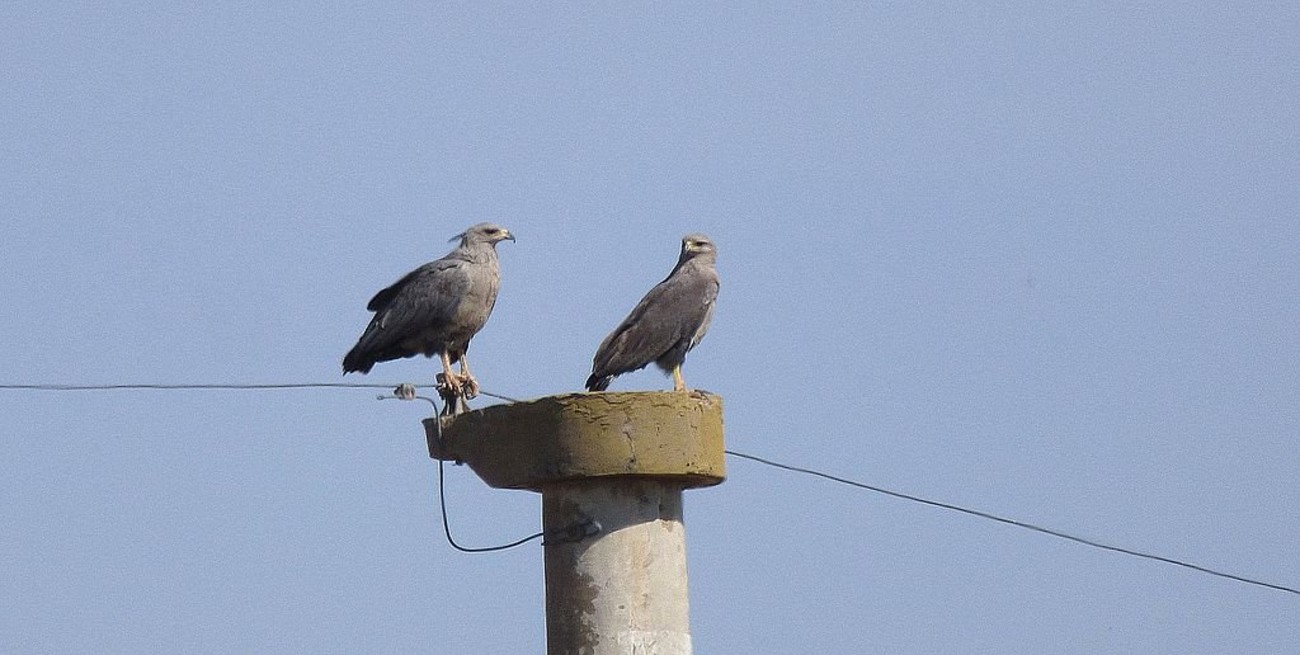 Especie en extinción: descubrieron una pareja de águilas coronadas y proponen acciones para su conservación 