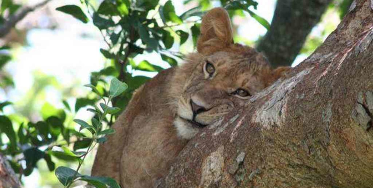 El abrazo de león que enternece a las redes sociales