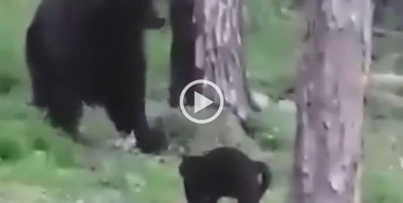 Video: un gato defendió a sus dueños de un enorme oso salvaje