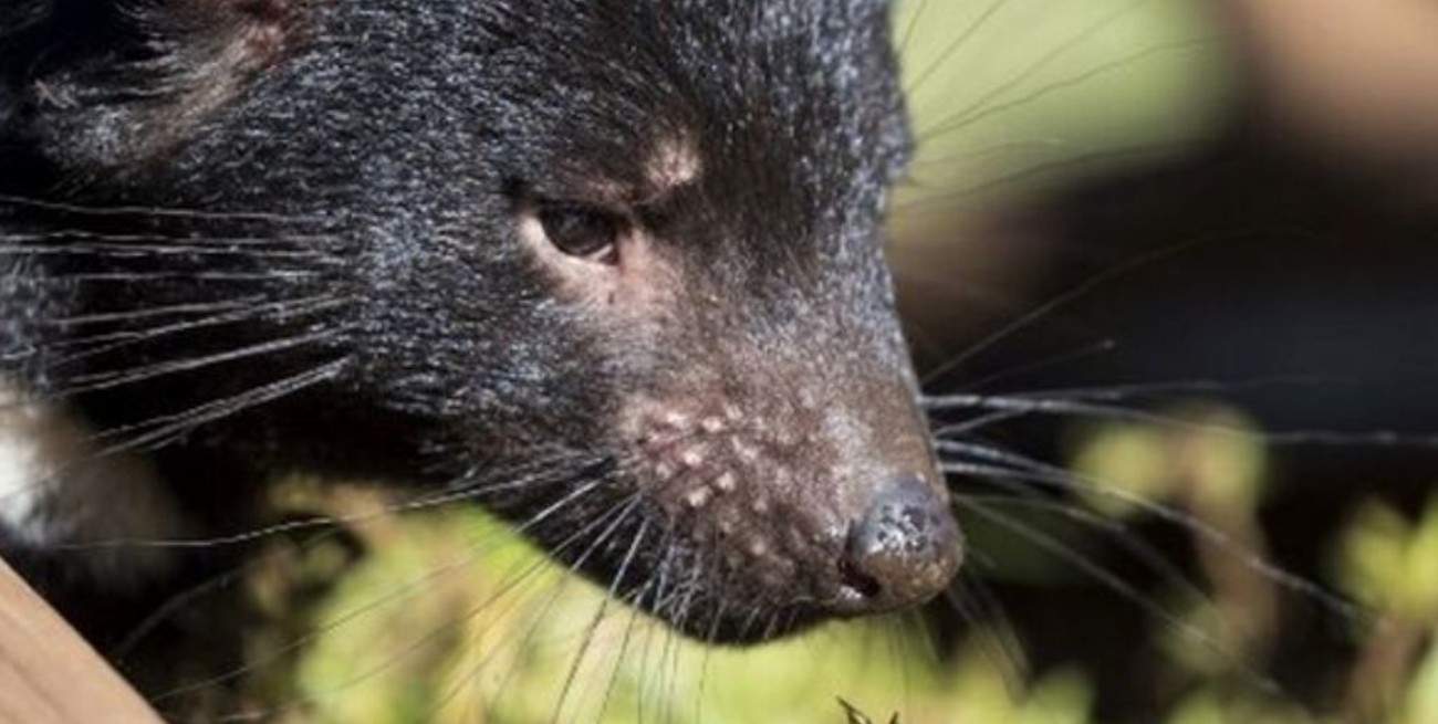 En Australia continental nacen demonios de Tasmania tras 3.000 años de desaparición