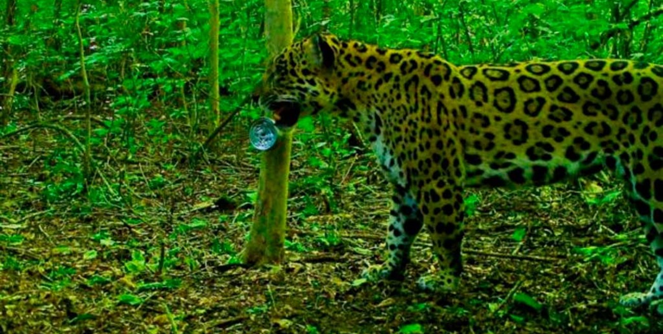 Dos nuevos yaguaretés fueron captados en bosques protegidos de Jujuy