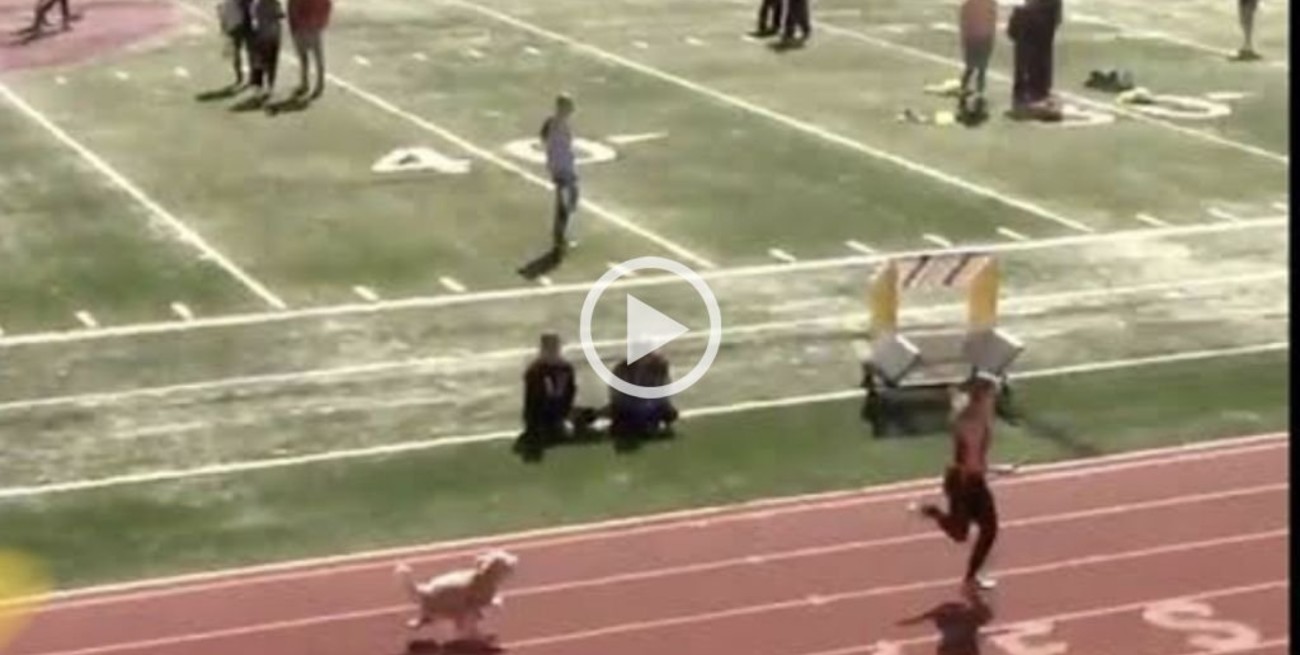 Video: una perrita se infiltró en una carrera de atletismo y se convirtió en la protagonista