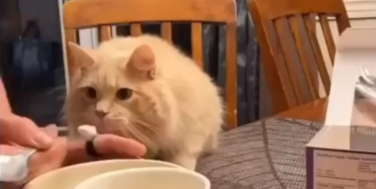 Un gato probó helado por primera vez y su  reacción se volvió viral