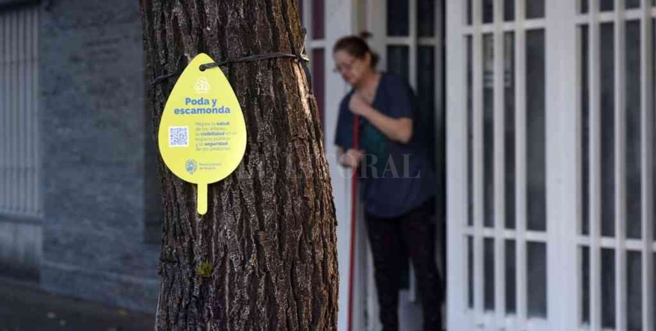 Arbolado: el plan de poda municipal alcanzará a 40.000 ejemplares en Rosario