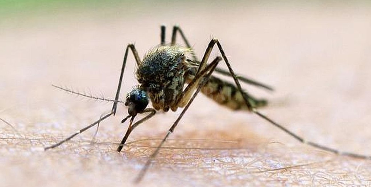 Detectaron un hongo que previene el contagio de la malaria