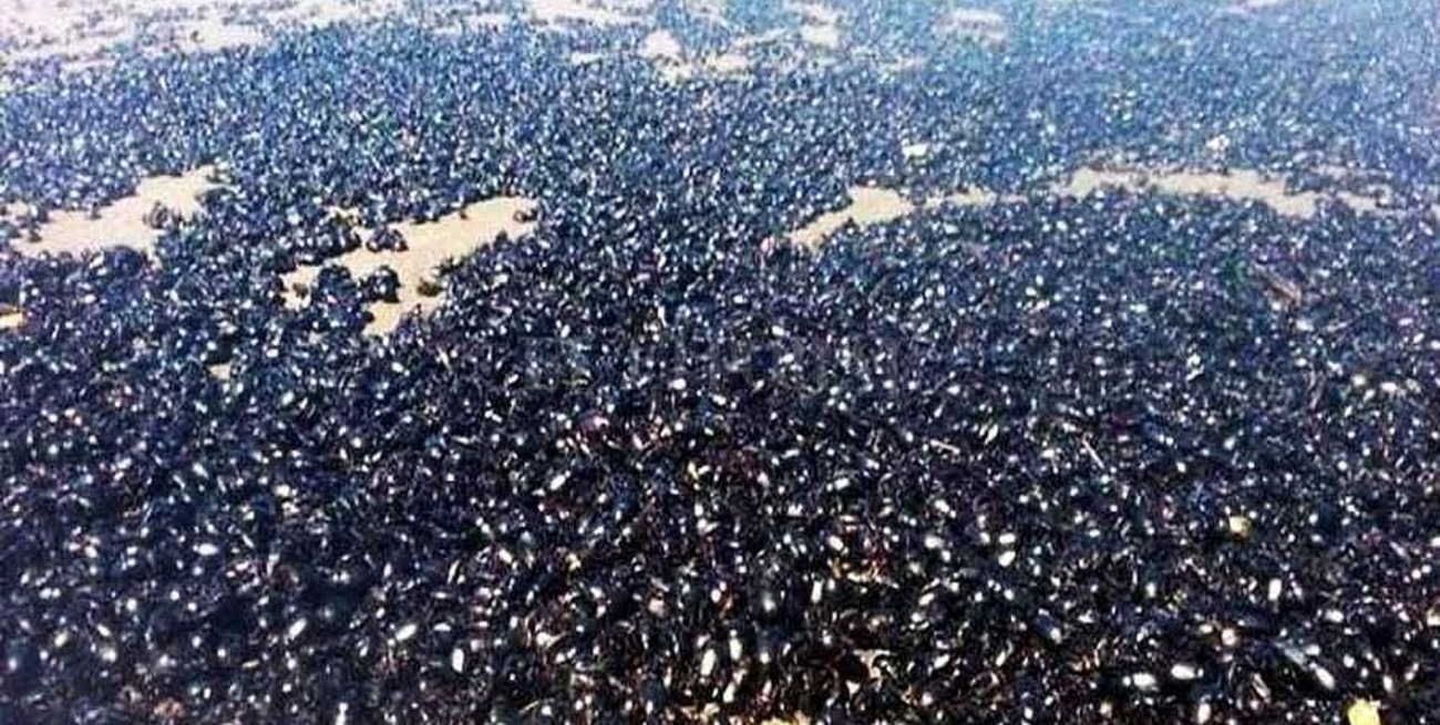 Invasión de cascarudos en La Pampa