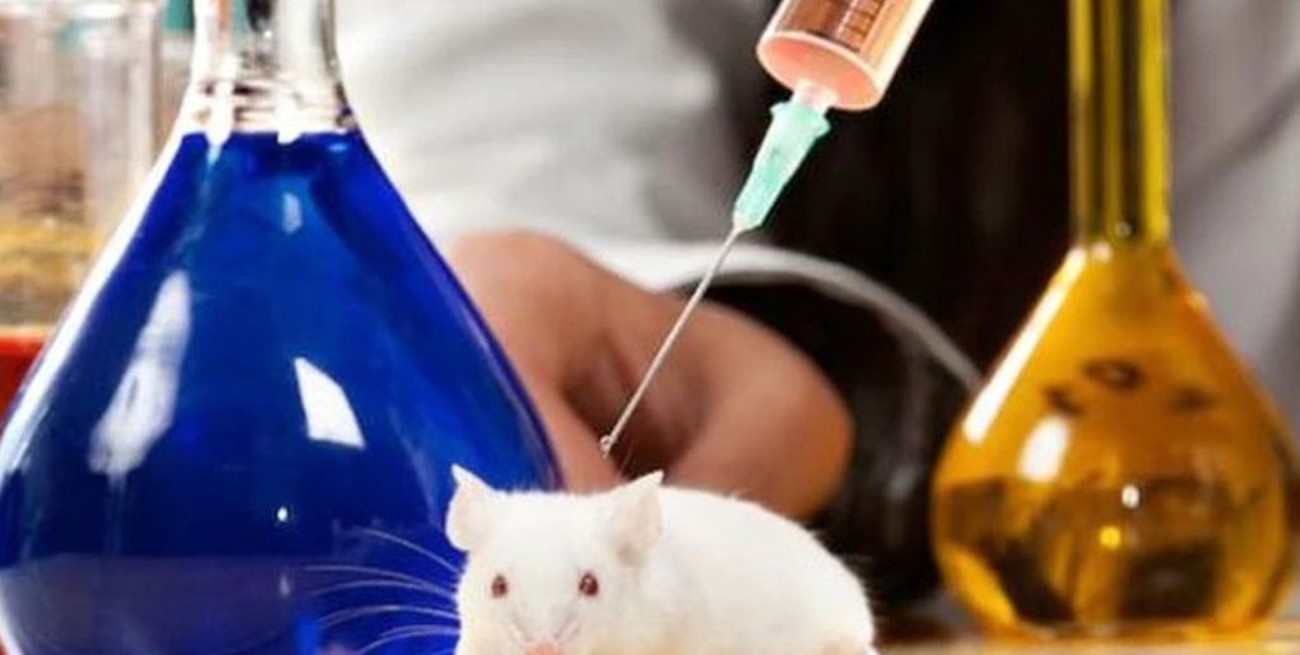 Científicos lograron erradicar el cáncer con metástasis en ratones y perros