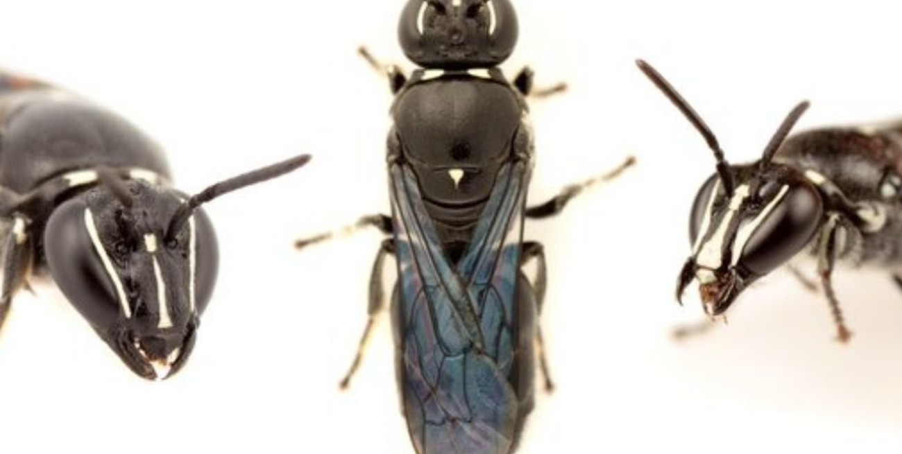 En Australia descubren una abeja que se creía extinta desde hace casi un siglo