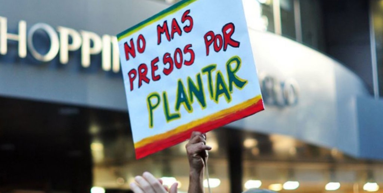 La "marcha" de la marihuana se realizará en redes sociales con pedidos de regulación y autocultivo