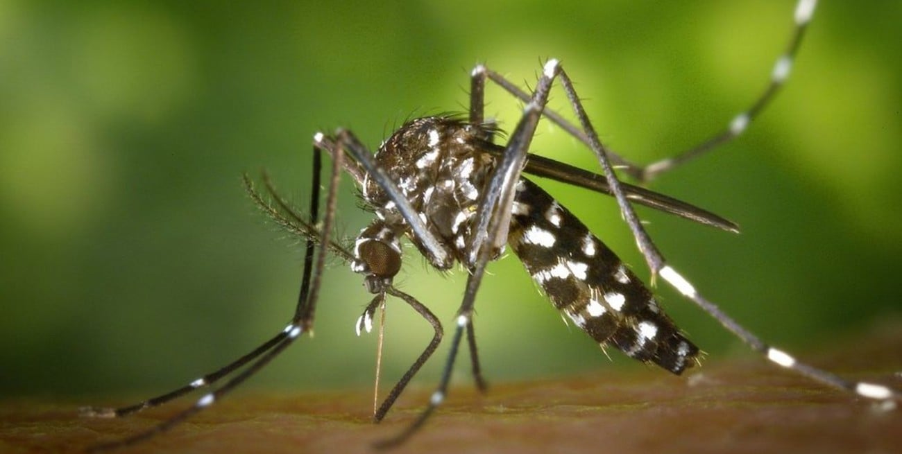 Alerta en la India por la detección de un caso de virus zika