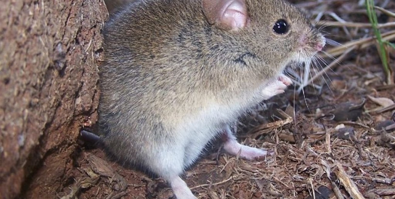 Alarma en Neuquén: criancero de 24 años murió por hantavirus