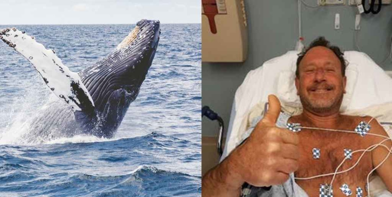 Estados Unidos: una ballena se tragó a un hombre y luego lo escupió vivo