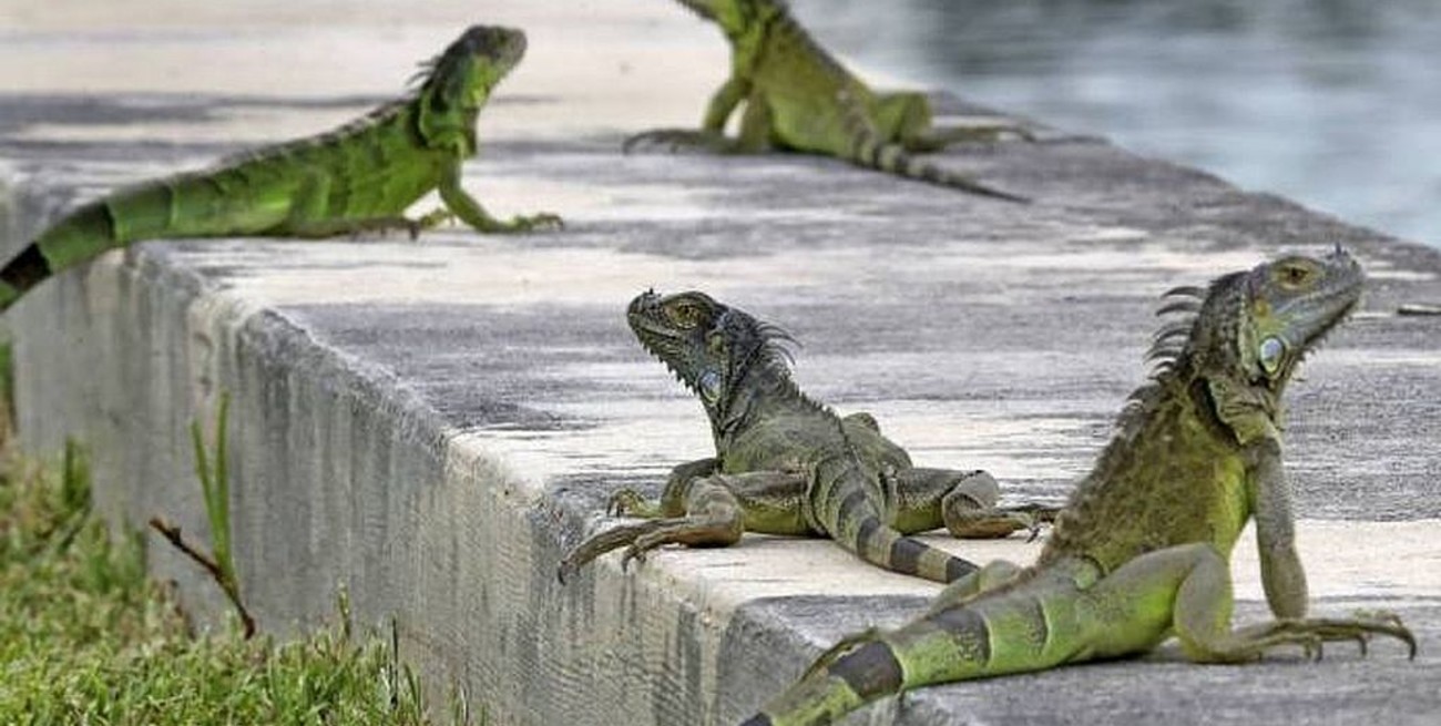 Esperan una "lluvia de iguanas" en Estados Unidos