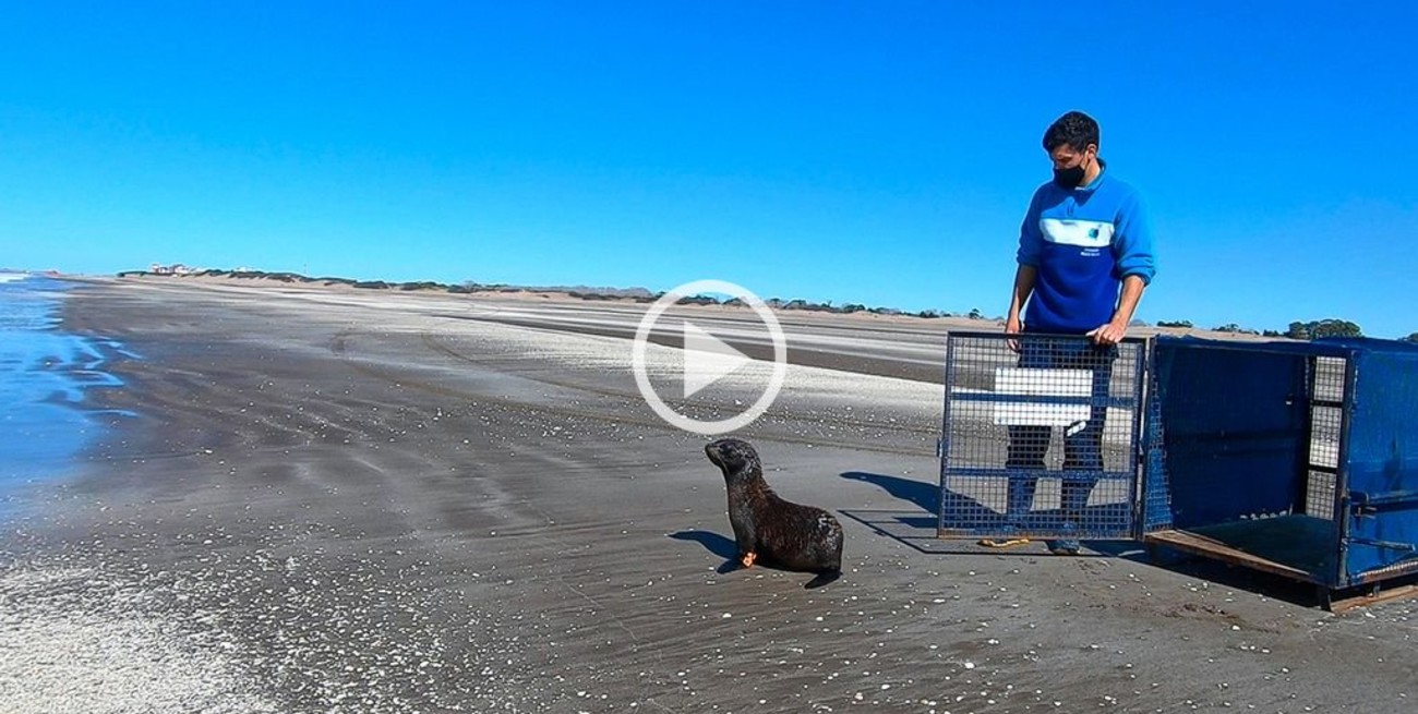 Video: regresó al mar el lobo marino que apareció cerca de un arroyo en Tigre