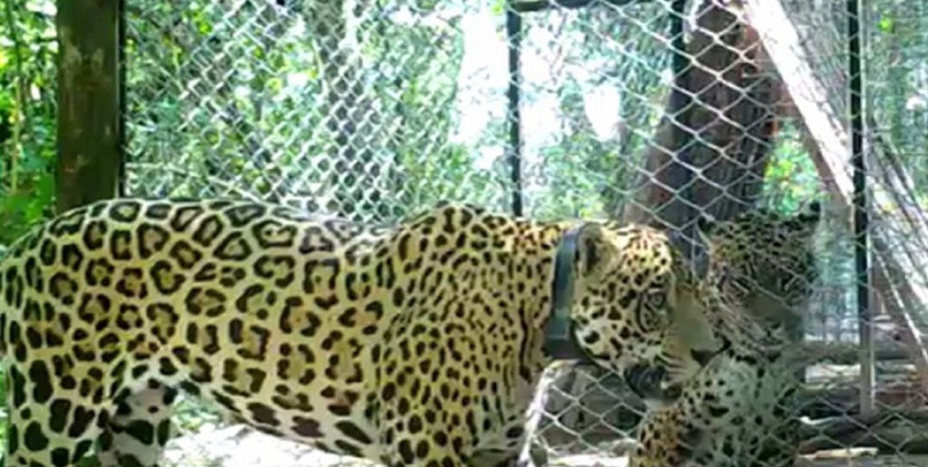 Reúnen a dos yaguaretés en El Impenetrable chaqueño para preservar la especie