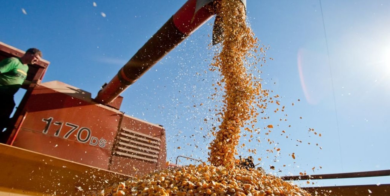 El Gobierno dejará sin efecto las restricciones para exportar maíz