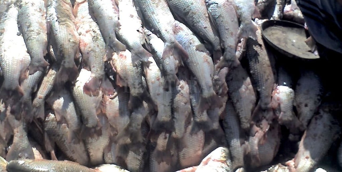 "Ninguna industria frigorífica exportadora de la provincia elabora harina de pescado"