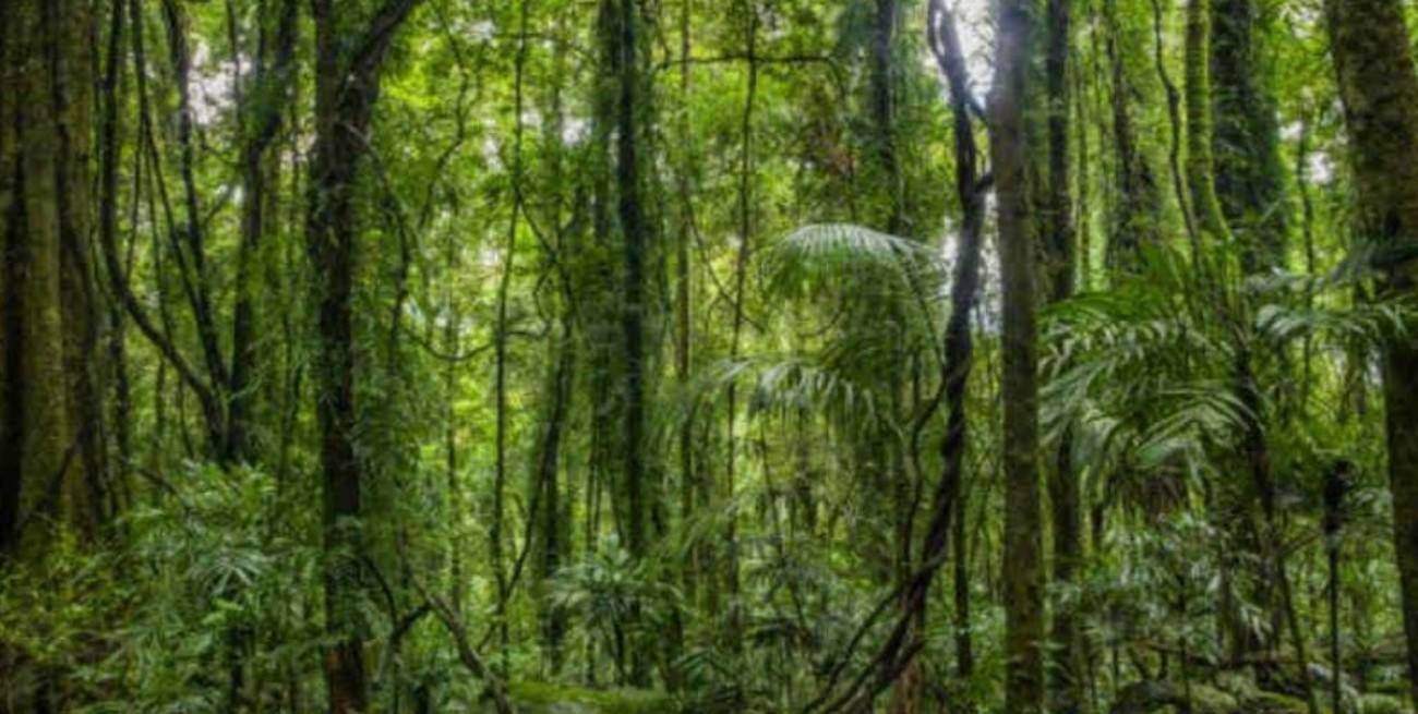 Día Internacional de los Bosques Tropicales
