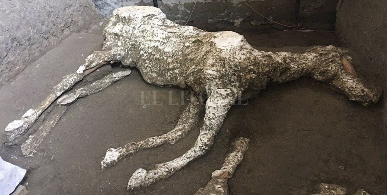 Pompeya: Hallan un caballo y todos sus arreos en las excavaciones de las ruinas
