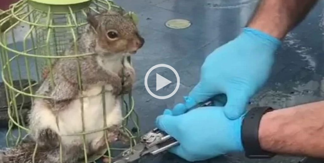 Video: rescataron a una ardilla "gordita" que quedó atrapada en un comedero para aves