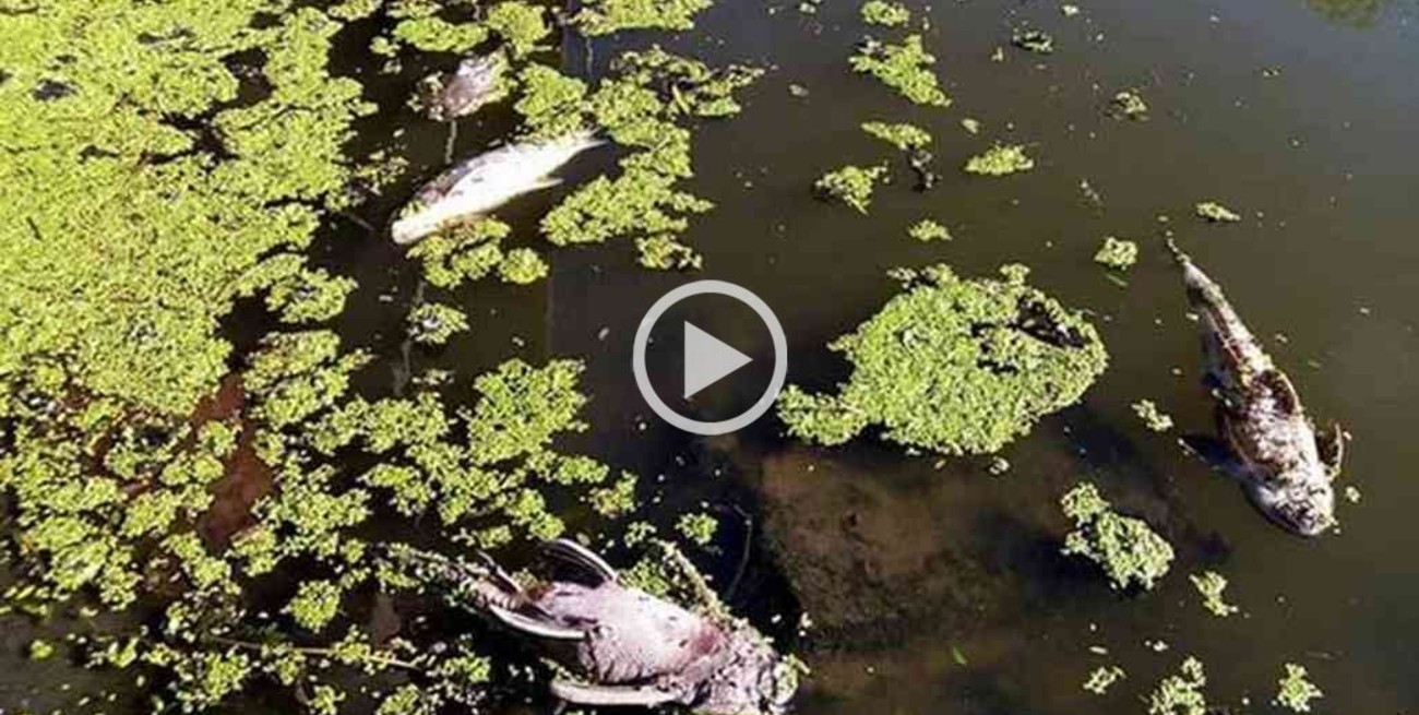 Video: preocupación por el estado del Río Luján con una gran cantidad de peces muertos