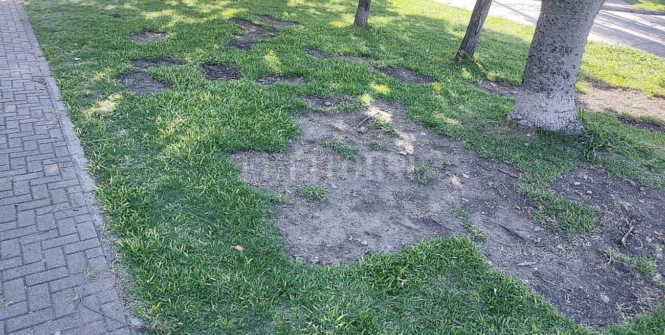 Ladrones "ecológicos": se roban panes de césped en la zona de la Plaza Escalante