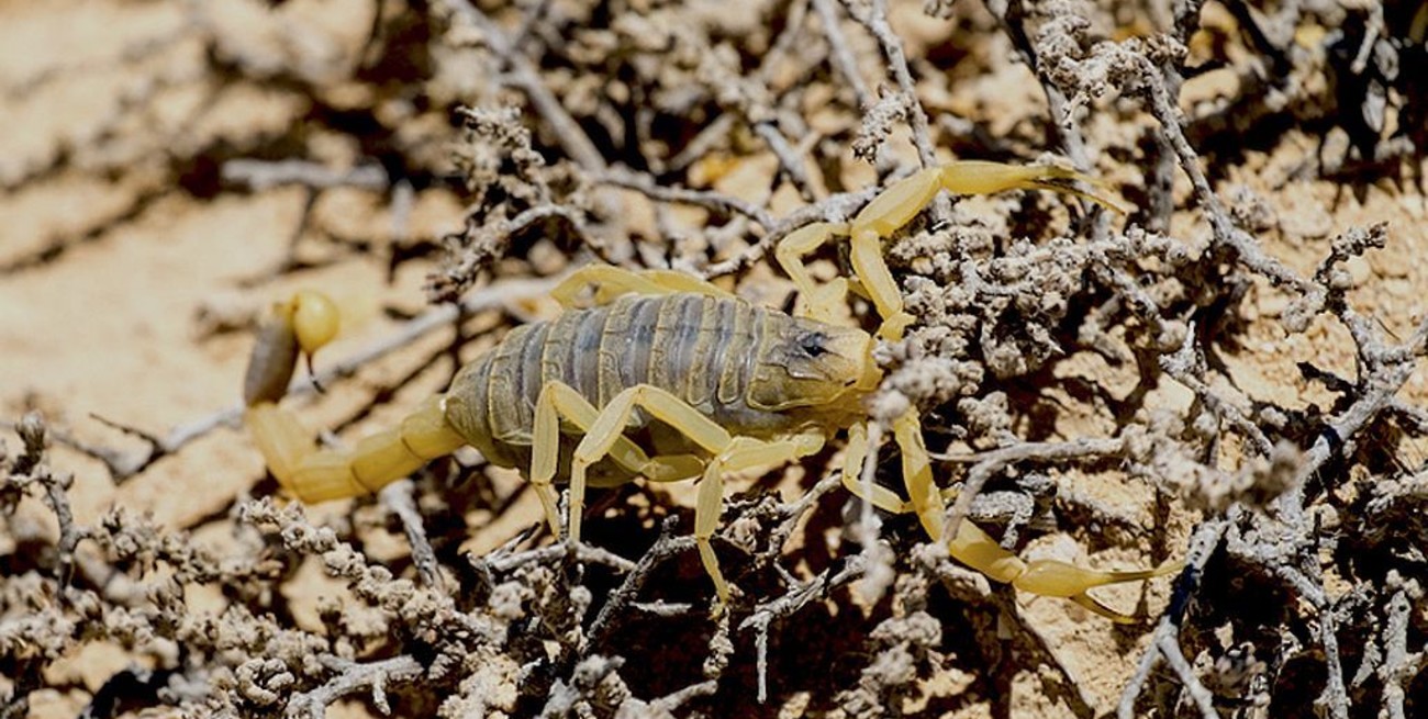 Una plaga de escorpiones azota Egipto tras inundaciones récord en Asuán