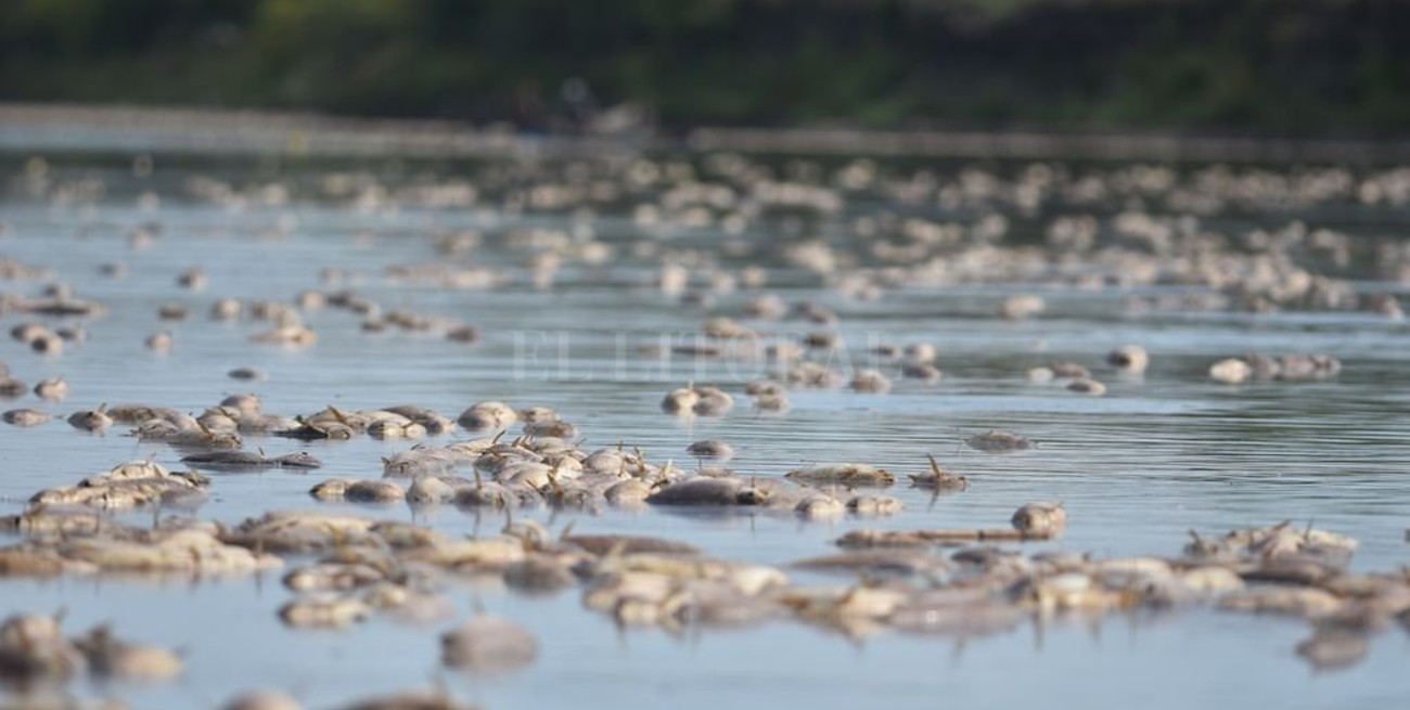 Mortandad de peces: no hay dos opiniones