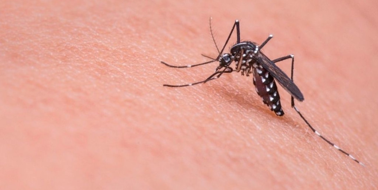 Dengue: qué síntomas lo diferencian del Covid-19