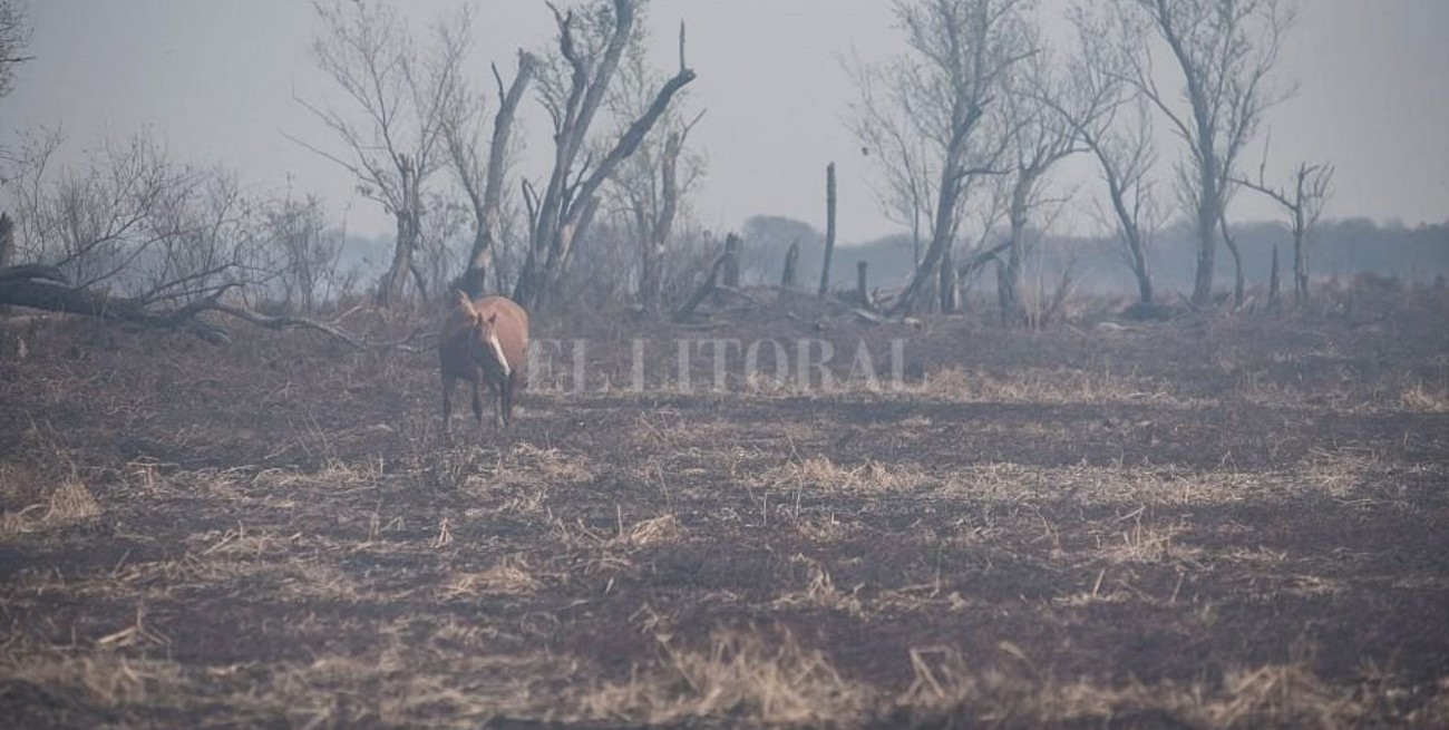 Incendios en las islas: avanza una demanda contra dueños de campos que podría cambiarlo todo