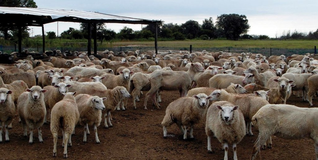 Financiarán un proyecto para el desarrollo de valor agregado a la carne ovina de Córdoba