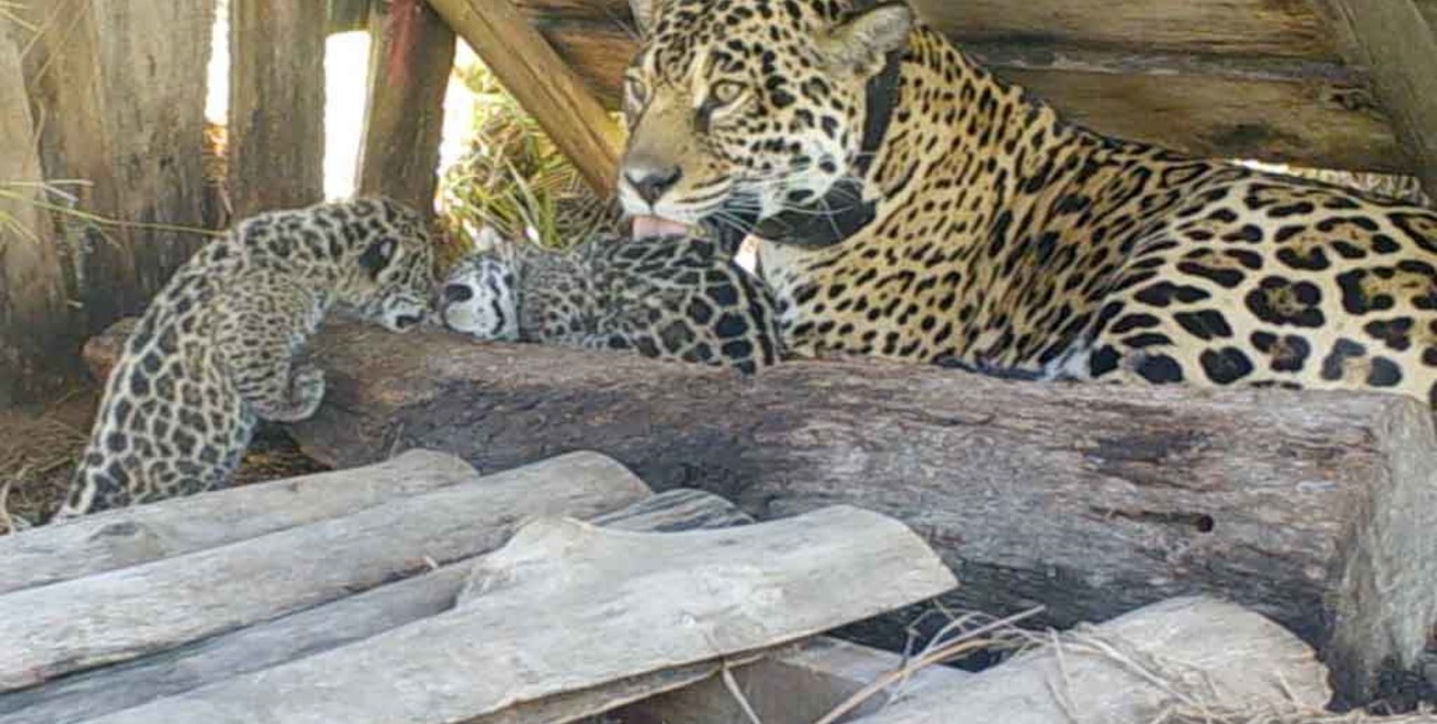 Nacieron dos cachorros de yaguareté y son la tercera camada nativa del Iberá