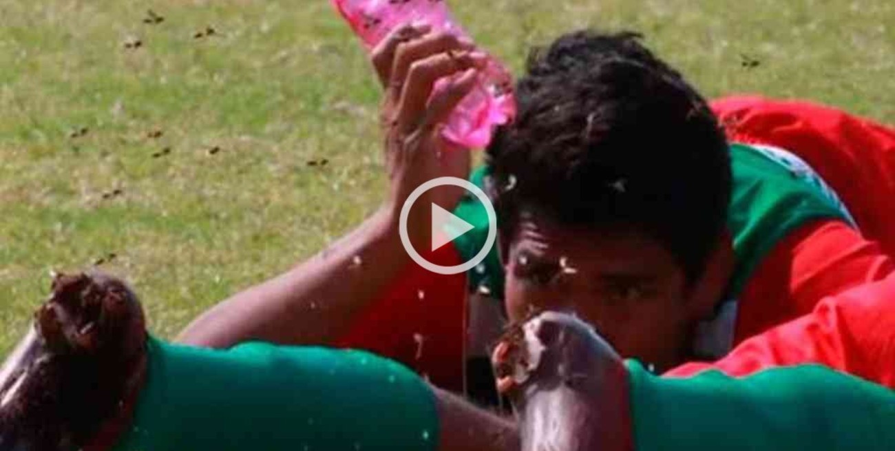 Video: un enjambre de abejas atacó a los jugadores en plena partido de fútbol 