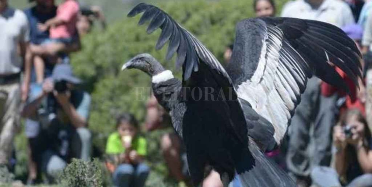 Aerolíneas Argentinas firmó convenio para el traslado y rehabilitación de Cóndores Andinos