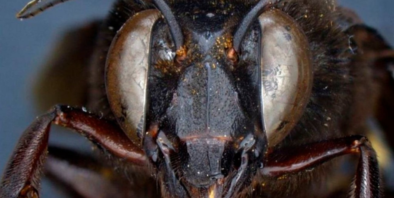 Descubren un caso de una abeja "de las orquídeas" mitad hembra, mitad macho en Ecuador