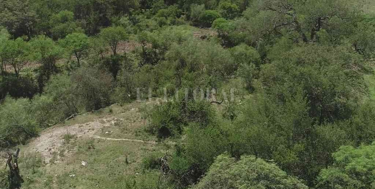 Impulsan la creación de un nuevo bosque nativo en San Carlos Norte
