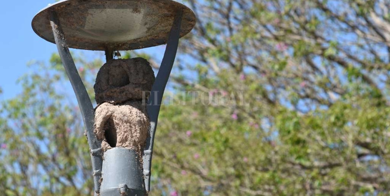 Los horneros se "enamoraron" de las farolas de la Plaza San Martín