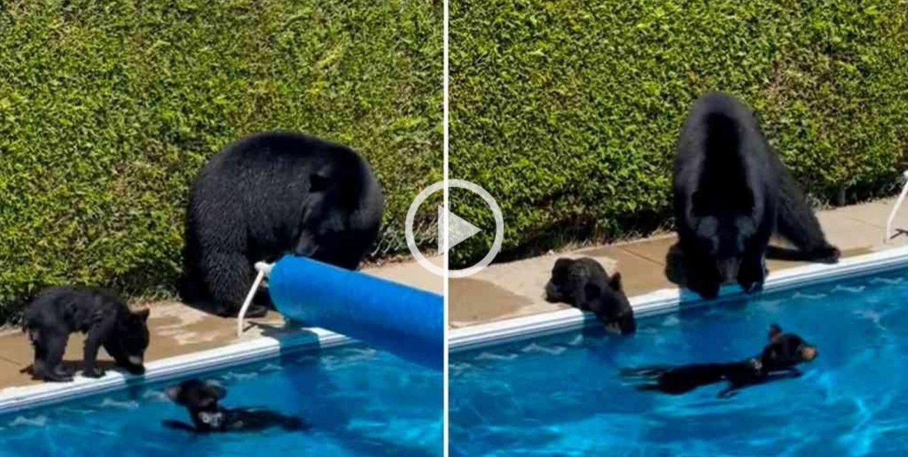 Video: una familia de osos fueron captados "nadando" en una piscina y la tierna escena se hizo viral 