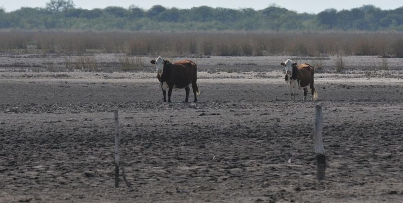 Operativos en San Juan: Gendarmería controla que no cruce ganado desde Chile