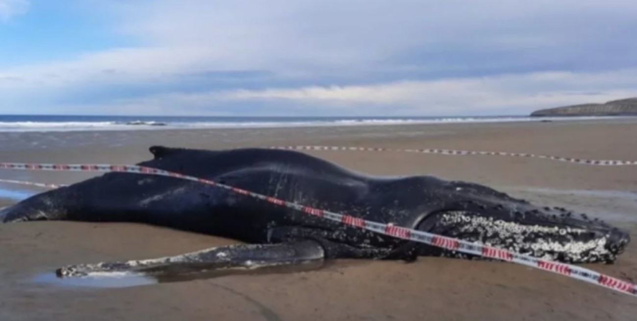 Murió un ejemplar de ballena yubarta que había varado en Chubut