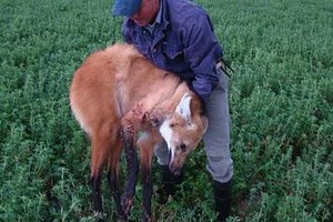 Encuentran malherido un aguará guazú en Pujato Norte