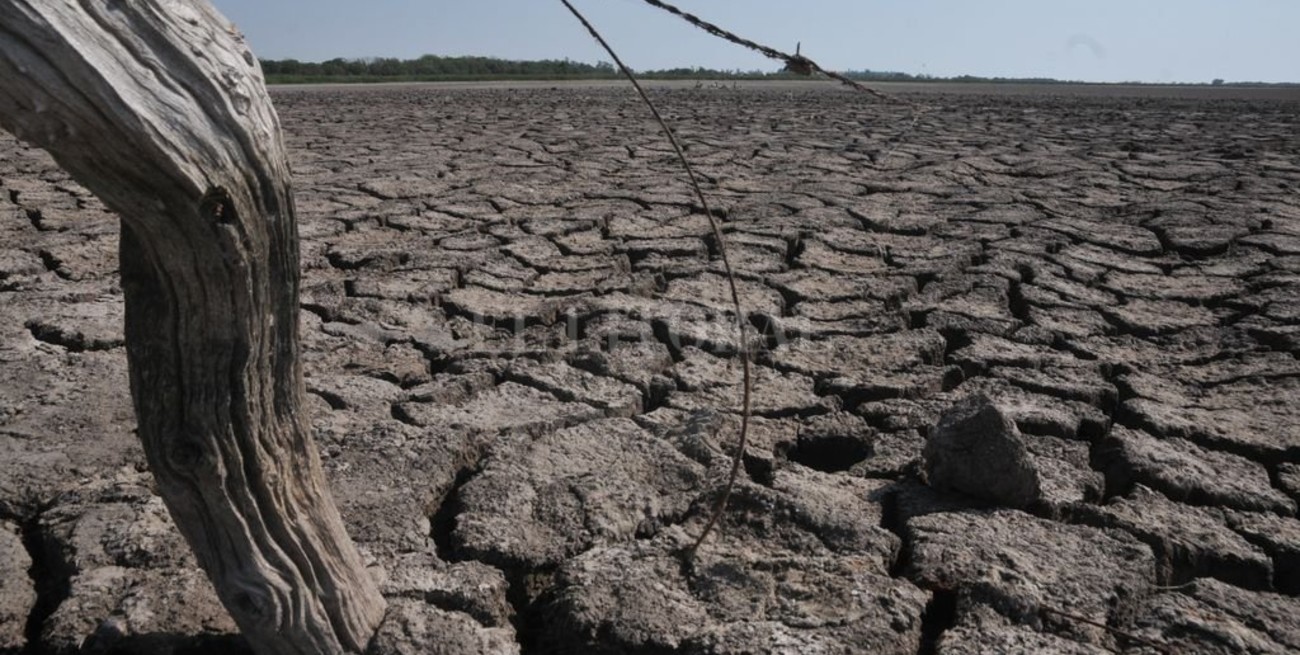 "Catastrófica" situación en los campos santafesinos