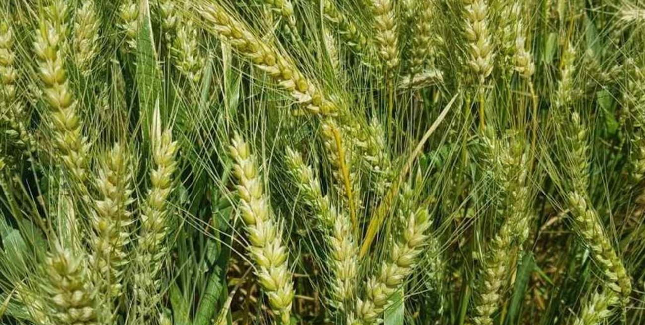 El Ejecutivo reglamentó los montos de las exportaciones de trigo y maíz