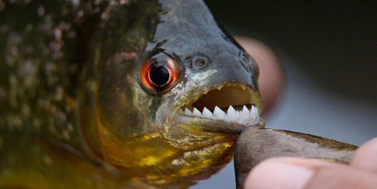 Advierten por la presencia de pirañas en el Río Paraná